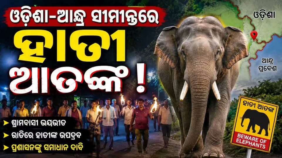 🐘 ଓଡ଼ିଶା-ଆନ୍ଧ୍ର ସୀମାନ୍ତରେ ହାତୀ ଆତଙ୍କ, ରାୟଗଡ଼ାରେ ପ୍ରବେଶ କଲେ ୮ ଟିକିଆ ହାତୀପଲ
ଓଡ଼ିଶା-ଆନ୍ଧ୍ର ସୀମାନ୍ତ ଅଞ୍ଚଳରେ ବୁଲୁଥିବା ୮ ଟିକିଆ ହାତୀପଲ ରାୟଗଡ଼ା ଜିଲ୍ଲାରେ ପ୍ରବେଶ କରିଛନ୍ତି। ଆଜି ସକାଳେ ରାୟଗଡ଼ା ବ୍ଲକ କେରଡ଼ା ନିକଟସ୍ଥ ଏକ ପାମ୍ ଅଏଲ୍ ଫାର୍ମ ମଧ୍ୟରେ ହାତୀପଲକୁ ଦେଖିବାକୁ ମିଳିଛି।
ଗତ ୩ ଦିନ ଧରି ଏମ୍ପଲବାଲସା, କେରଡ଼ା, ଅନିଯା, ପୁଡେଶୁ ଓ ଗାଁ ନିକଟବର୍ତ୍ତୀ ଅଞ୍ଚଳରେ ହାତୀପଲ ବୁଲୁଥିବା ଜଣାପଡ଼ିଛି। ଆନ୍ଧ୍ରପ୍ରଦେଶର ବୀରଗୋଟମ୍ ସଂରକ୍ଷିତ ଜଙ୍ଗଲରୁ ଖାଦ୍ୟ ଅନ୍ୱେଷଣରେ ହାତୀପଲ ଗାଁମୁହାଁ ହୋଇଥିବା କୁହାଯାଉଛି।
ନାଗାବଳୀ ନଦୀ କୂଳରେ ଓଡ଼ିଶା ଓ ଆନ୍ଧ୍ର ମଧ୍ୟରେ ହାତୀପଲ ଚଳପ୍ରଚଳ କରୁଥିବାରୁ ସୀମାନ୍ତ ଗାଁଗୁଡ଼ିକରେ ଭୟର ବାତାବରଣ ସୃଷ୍ଟି ହୋଇଛି। ହାତୀପଲ ଉଭୟ ରାଜ୍ୟରେ ବ୍ୟାପକ ଫସଲ ନଷ୍ଟ କରିଥିବା ମଧ୍ୟ ଜଣାପଡ଼ିଛି।
ଏହି ହାତୀପଲରେ ୬ଟି ମାଈ ହାତୀ ଓ ୨ଟି ଶିଶୁ ହାତୀ ଥିବା ସୂଚନା ମିଳିଛି। ହାତୀପଲ ଉପରେ ନଜର ରଖିବା ପାଇଁ ଓଡ଼ିଶା ଓ ଆନ୍ଧ୍ରପ୍ରଦେଶ ବନ ବିଭାଗ ପକ୍ଷରୁ ଯୁଗ୍ମ ପାଟ୍ରୋଲିଂ କରାଯାଉଛି। ସୀମାନ୍ତ ଗାଁଗୁଡ଼ିକରେ ସୁରକ୍ଷା ଦୃଷ୍ଟିରୁ ବିଦ୍ୟୁତ ସଂଯୋଗ ମଧ୍ୟ ବିଚ୍ଛିନ୍ନ କରାଯାଇଛି।
ରାୟଗଡ଼ା ରେଞ୍ଜର ଅନିଲ ପାଣିଗ୍ରାହୀ ଏ ସମ୍ପର୍କରେ ସୂଚନା ଦେଇଛନ୍ତି। ତେବେ ହାତୀପଲକୁ ଦେଖିବା ଓ ମୋବାଇଲରେ ଭିଡିଓ କରିବା ପାଇଁ କିଛି ଯୁବକ ଫାର୍ମ ଭିତରକୁ ପଶୁଥିବା ଦେଖିବାକୁ ମିଳିଛି। ଏଭଳି ବିପଜ୍ଜନକ ଭାବେ ହାତୀଙ୍କ ନିକଟକୁ ନଯିବାକୁ ବନ ବିଭାଗ ପକ୍ଷରୁ ସଚେତନ କରାଯାଇଛି।
⚠️ ହାତୀଠାରୁ ଦୂରତା ରଖନ୍ତୁ, ଜୀବନ ସୁରକ୍ଷିତ ରଖନ୍ତୁ। 🐘
#ElephantHerd #Rayagada #OdishaAndhraBorder #ElephantAlert #RayagadaNews #OdishaNews #ଆତଙ୍କ #ହାତୀପଲ #ରାୟଗଡ଼ା #ଓଡ଼ିଶା_ଆନ୍ଧ୍ର_ସୀମାନ୍ତ