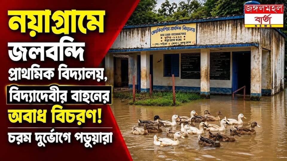 নয়াগ্রামে জলবন্দি প্রাথমিক বিদ্যালয়, বিদ্যাদেবীর বাহনের অবাধ বিচরণ! চরম দুর্ভোগে স্কুলের শিক্ষক থেকে শুরু করে পড়ুয়ারা।
