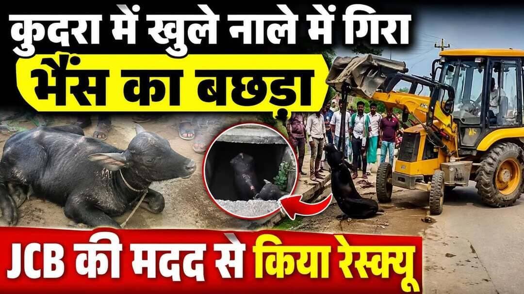 NHAI की लापरवाही से खुले नाले में गिरा बछड़ा,जेसीबी से रेस्क्यू...