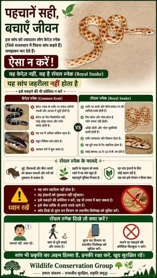 केरैत समझकर मत मारिए! यह जहरीला पिवना नहीं, रॉयल स्नेक है—पहचानें, बचाएं और दूरी बनाए रखें।