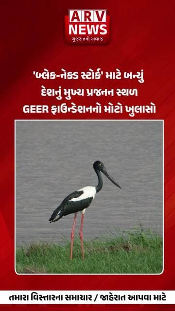 Jamnagar ખીજડિયા અભયારણ્યમાંથી ખુશખબર || ARV NEWS ||