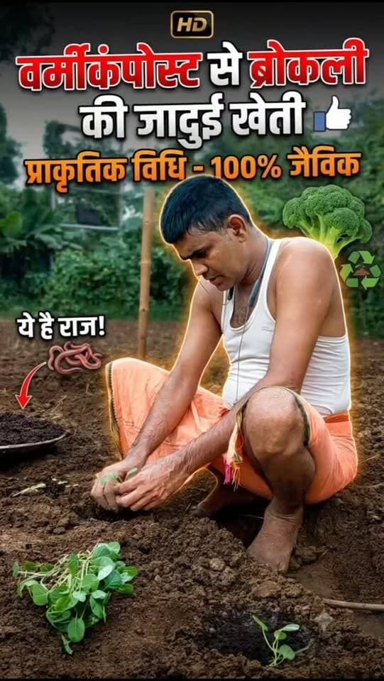 वर्मीकंपोस्ट का प्रयोग कर प्राकृतिक विधि से ब्रोकली की खेती की जा रही है। ##farminglifetrending_reels_💸kisan_desi🧒_👳❤️ #shortreelvideo🙏❤️ #farminglife🌾👨🌾 #reel Yogendra Prajapati