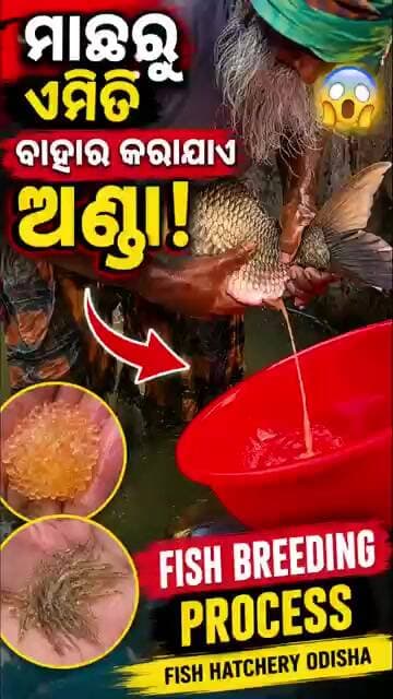 🔥 ମାଛରୁ ଏମିତି ବାହାର କରାଯାଏ ଅଣ୍ଡା! 😱🐟 | Fish Breeding Process | Fish Hatchery Odisha #fishkeepers