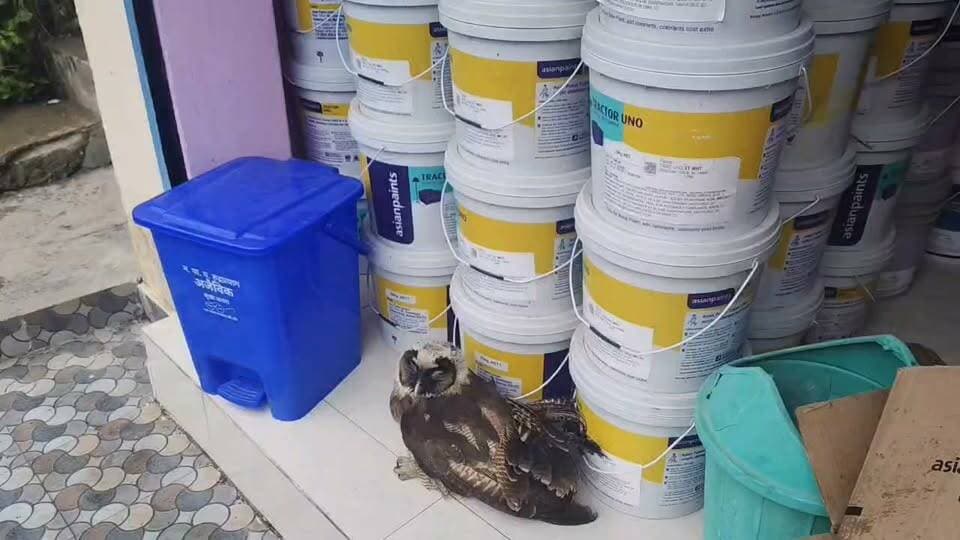 रूद्रप्रयाग के बेला खुरड में देखा गया उल्लू!!