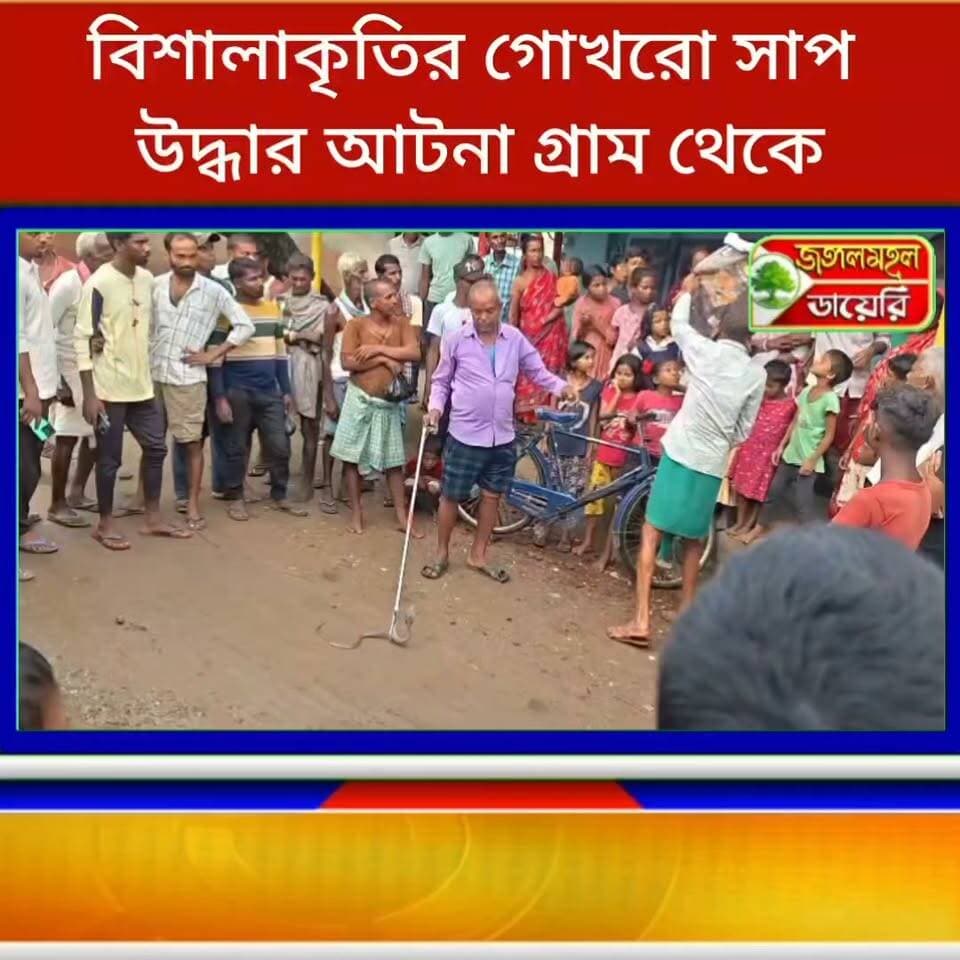বিশালাকৃতির গোখরো সাপ উদ্ধার বাঘমুন্ডির আটনা গ্রাম থেকে।
#snake #BreakingNews #snakeattack #purulia