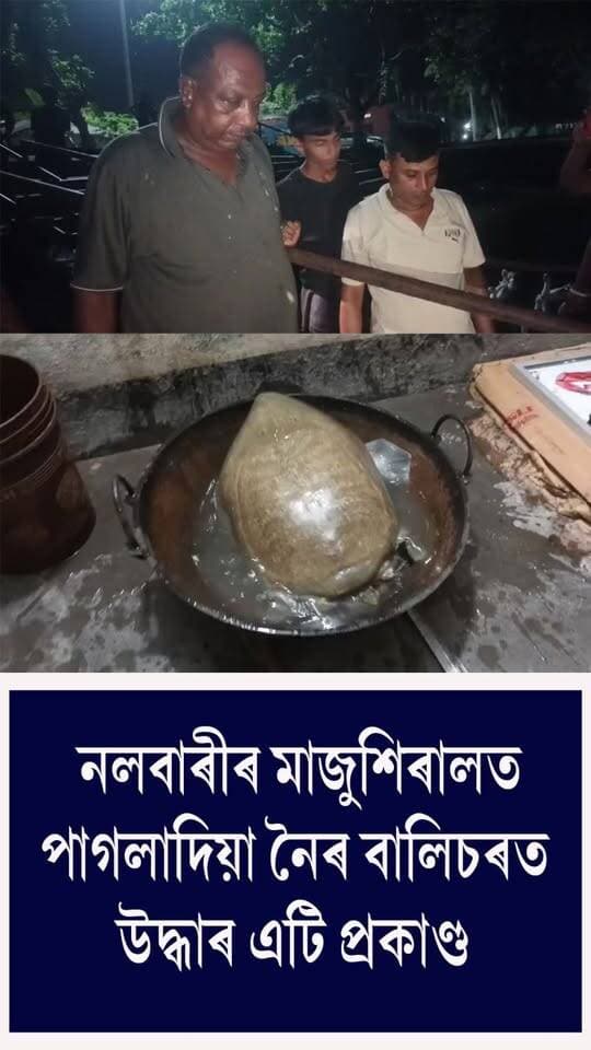 ⭕নলবাৰীৰ মাজুশিৰালত পাগলাদিয়া নৈৰ বালিচৰত উদ্ধাৰ এটি প্ৰকাণ্ড কাছ
⭕স্থানীয় ৰাইজৰ খৱৰৰ ভিত্তিত নলবাৰী আঞ্চলিক বন বিষয়া দিনেশ দাসৰ নেতৃত্বত বনকৰ্মীসকলে কাছটো উদ্ধাৰ কৰে
⭕ঐতিহাসিক বালিলেছা কালী দেৱালয়ৰ পুখুৰীত এৰি দিয়া হয় কাছটো
#nalbari
#tortoise
#recovery
#axombroadcast24