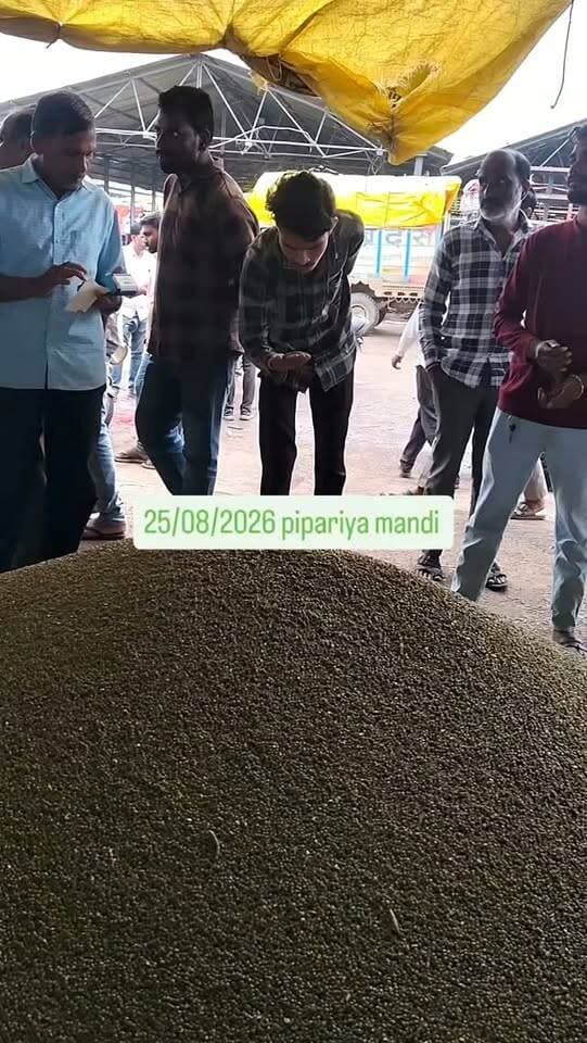 Pipariya mandi 25/08/2026 #viral #india #mandi