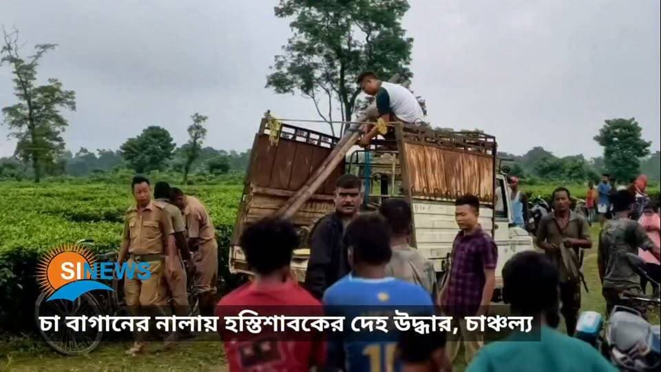 চা বাগানের নালায় হস্তিশাবকের Deহ উদ্ধার, চাঞ্চল্য