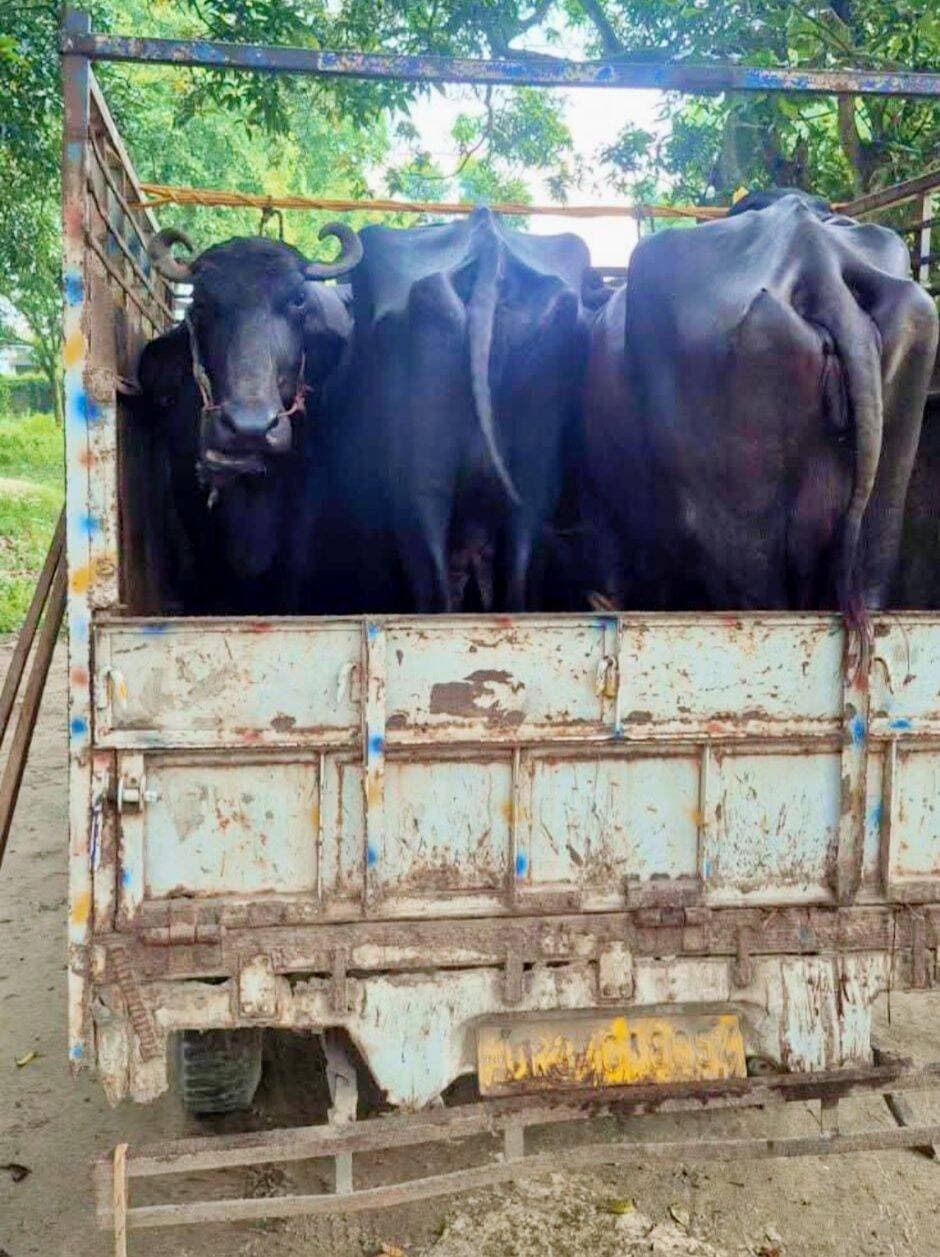 टेढ़ागाछ थाना पुलिस ने वाहन जांच में 9 भैंस बरामद, एक चालक गिरफ्तार
किशनगंज जिला के टेढ़ागाछ थाना पुलिस ने वाहन जांच के दौरान दो पिकअप वाहनों से कथित रूप से क्रूरतापूर्वक बांधकर ले जाए जा रहे नौ भैंस मवेशियों को बरामद किया। पुलिस ने मौके से एक पिकअप चालक को गिरफ्तार किया, जबकि दूसरे वाहन का चालक पिकअप छोड़कर फरार हो गया। जानकारी अनुसार थानाध्यक्ष पुलिस बल के साथ सूचना संकलन के लिए निकले थे। इसी दौरान फुलवरिया की ओर से तेज गति से आ रहे दो पिकअप वाहनों को टेढ़ागाछ थाना के सामने वाहन जांच के दौरान रोका गया। जांच में पहले पिकअप में पांच और दूसरे पिकअप में चार भैंस बरामद हुईं। पुलिस के अनुसार, दोनों वाहनों में मवेशियों को कथित रूप से क्रूरतापूर्वक बांधकर रखा गया था।पहले पिकअप के चालक ने अपना नाम मो. सोनू (32), निवासी लौचा वार्ड संख्या-03, थाना बहादुरगंज बताया। मवेशियों से संबंधित वैध कागजात मांगे जाने पर वह संतोषजनक दस्तावेज प्रस्तुत नहीं कर सका। वहीं, दूसरे पिकअप का चालक वाहन छोड़कर फरार हो गया। पुलिस ने उसकी पहचान नूर आलम (42), निवासी शर्मा टोली फुलवाड़ी, वार्ड संख्या-03, थाना टेढ़ागाछ के रूप में बताई है।पुलिस ने स्वतंत्र गवाहों की मौजूदगी में पिकअप संख्या BR37GA8054 एवं BR11GF5498 समेत कुल नौ भैंसों को जब्त किया। कार्रवाई की वीडियोग्राफी कर उसे ई-साक्ष्य ऐप पर अपलोड किए जाने की बात भी पुलिस ने कही है।पुलिस के अनुसार, मामले में भारतीय न्याय संहिता की धारा 317(5), 3(5) तथा पशु क्रूरता निवारण अधिनियम, 1960 की धारा 11(ए), (डी), (ई), (एफ) के तहत कार्रवाई की जा रही है। गिरफ्तार चालक मो. सोनू को न्यायिक प्रक्रिया के तहत आगे की कार्रवाई के लिए भेजने की प्रक्रिया शुरू कर दी गई है। वहीं फरार चालक एवं वाहन मालिक के विरुद्ध भी प्राथमिकी दर्ज करने की प्रक्रिया जारी है। @followers