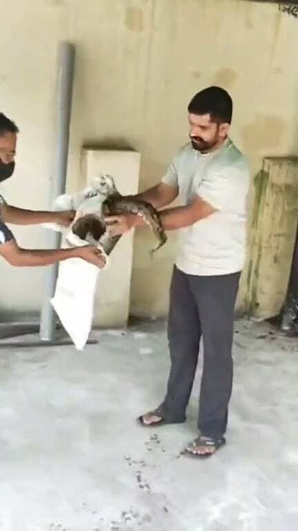 देहरा में जल शक्ति विभाग के XEN कार्यालय में पहुंचा अजगर, विशाल परमार ने किया रेस्क्यू
देहरा ।। News123 ।। देहरा स्थित जल शक्ति विभाग के XEN कार्यालय में आज एक अजगर दिखाई देने से कर्मचारियों में हड़कंप मच गया। सूचना मिलने पर विशाल परमार मौके पर पहुंचे और सुरक्षित तरीके से अजगर का रेस्क्यू किया।
रेस्क्यू के बाद अजगर को सुरक्षित स्थान पर छोड़ दिया गया। विशाल परमार की तत्परता से अजगर को बिना नुकसान पहुंचाए सुरक्षित बचा लिया गया।