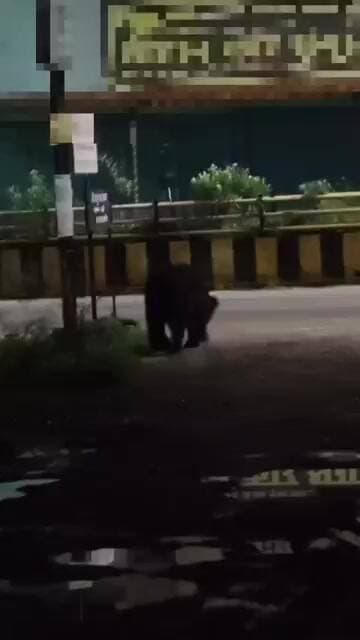 कांकेर में फिर दिखा भालू, रिहायशी इलाकों में बढ़ी दहशत