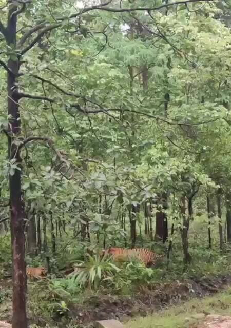 #tiger