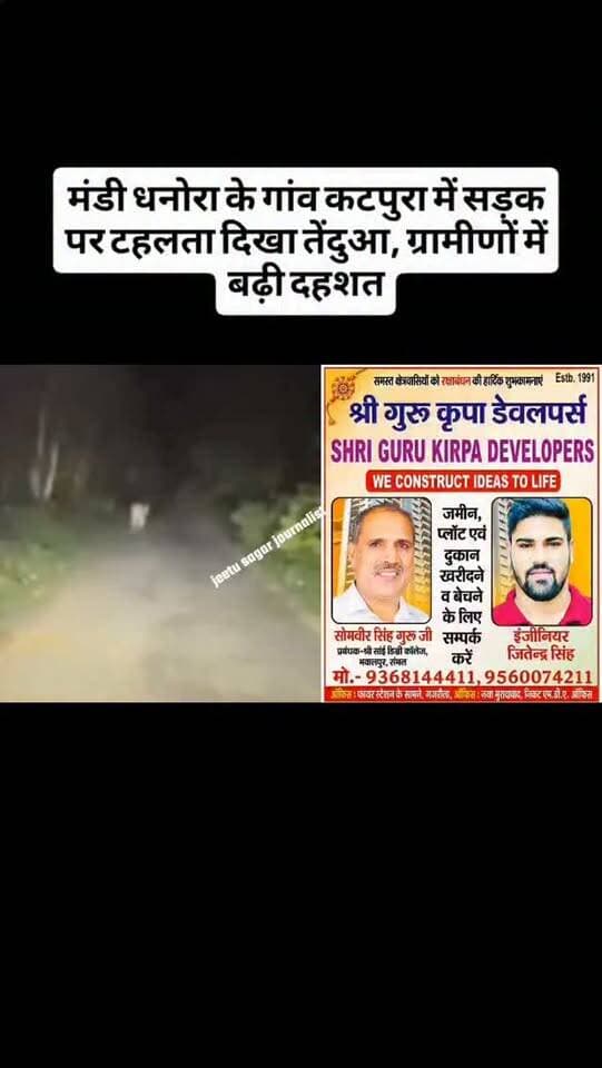 मंडी धनोरा के गांव कटपुरा में सड़क पर टहलता दिखा तेंदुआ, ग्रामीणों में बढ़ी दहशत