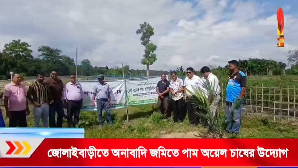 অকেজো জমিতে পাম অয়েল চাষ, জোলাইবাড়ীতে কৃষকদের আয় বাড়ানোর উদ্যোগ।