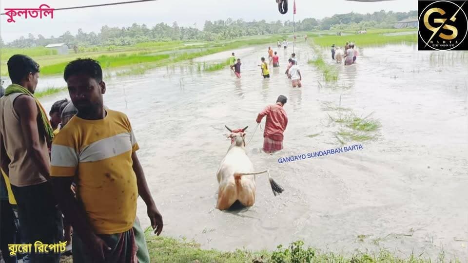 হারিয়ে যেতে বসা মই ছাড়া দৌড় কুলতলিতে, ফিরলো গ্রাম বাংলার পুরনো ঐতিহ্য #GSB #BJPGovernment #kultoli #Sundarbans