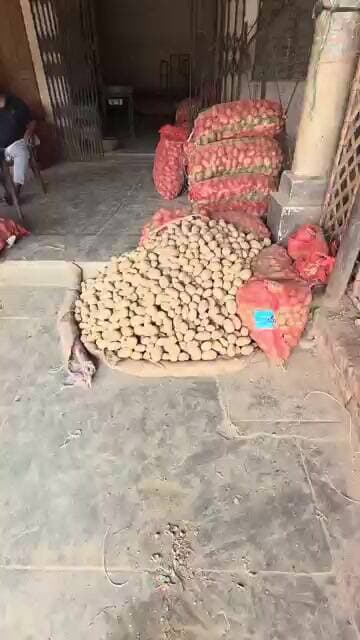 आज का चिप्सोना आलू का भाव चकरपुर मंडी कानपुर का #aalukabhav