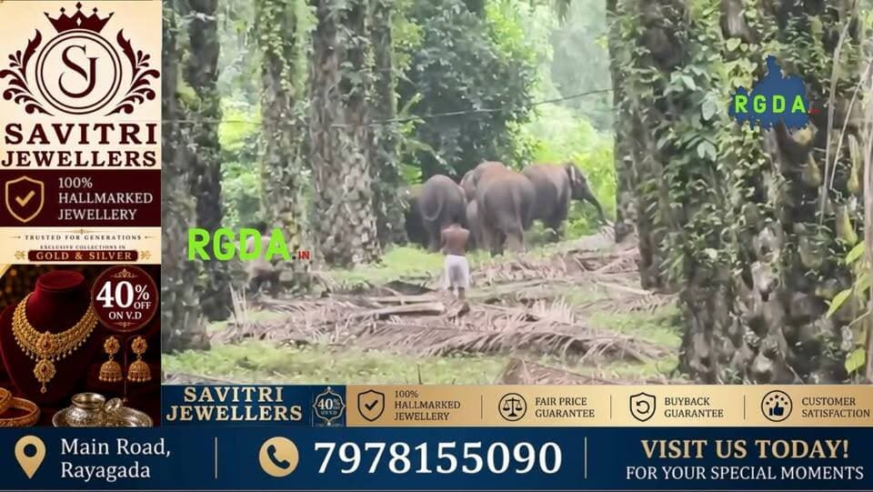 କେରଡ଼ା ଅଞ୍ଚଳରେ ୮ ଟିକିଆ ହାତୀପଲ: ଲୋକେ ଭୟଭୀତ
#elephantmovement #rgda #rayagada#odishanews #odianews #rayagadanews #elephant #topnews #topstories