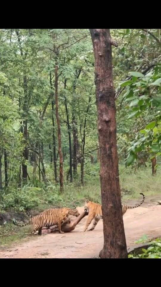 बाघिन और 2 शावकों ने किया चीतल का शिकार!
सिवनी के पेंच टाइगर रिजर्व से सामने आया रोमांचक वीडियो सोशल मीडिया पर तेजी से वायरल हो रहा है। बताया जा रहा है कि जुगनी बाघिन ने अपने दो शावकों के साथ मिलकर चीतल का शिकार किया।
शिकार के बाद बाघिन अपने शावकों के साथ चीतल को जंगल से घसीटते हुए सड़क तक लाई और फिर सड़क पार कर जंगल के दूसरी ओर ले गई। इस पूरे रोमांचक घटनाक्रम को पर्यटकों ने अपने कैमरे में कैद कर लिया।
📍बताया जा रहा है कि यह नजारा खवासा गेट के पास का है।
वीडियो देखकर बताइए—आपको जंगल का ये नजारा कैसा लगा?
#PenchTigerReserve #Seoni #Tiger #Tigress #Wildlife #Pench #SeoniNews #HKNewsSeoni #ViralVideo #MPTourism