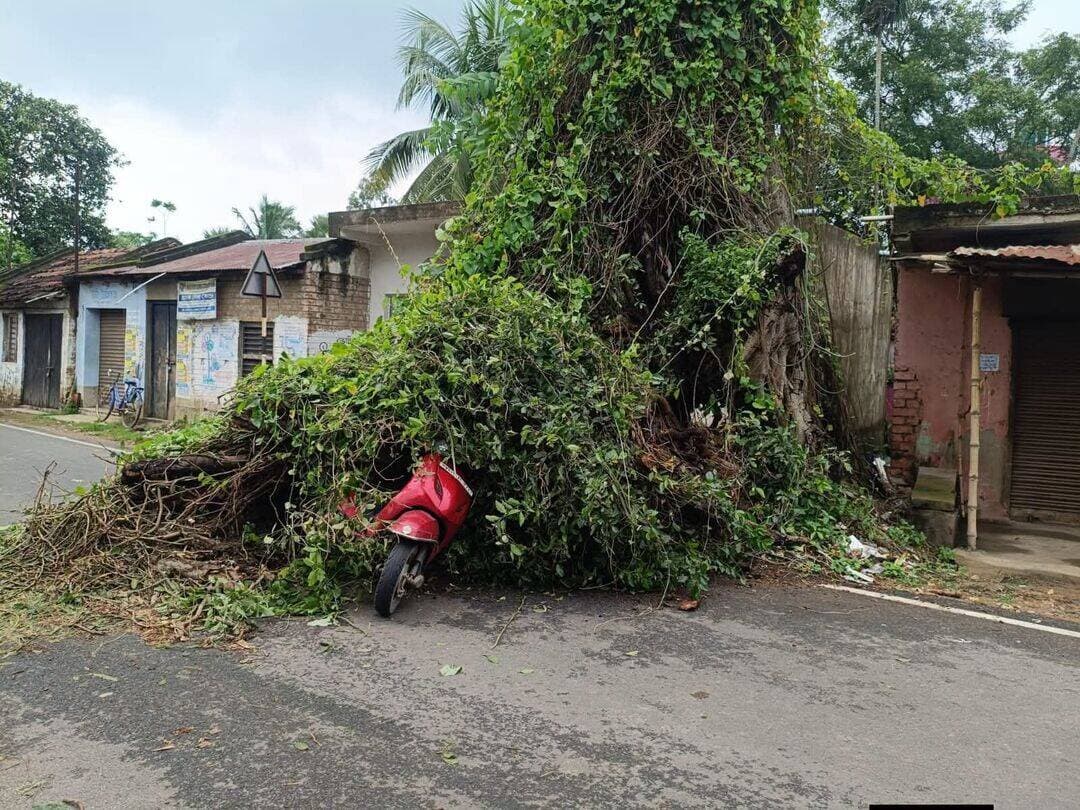 রাস্তার পাশের শুকনো গাছ ভেঙে পড়ে ভয়াবহ দুর্ঘটনা ধনেখালির মল্লিকপুর বাজারে,গুরুতর আহত বাইক চালক সহ তাঁর স্ত্রী,ভর্তি হাসপাতালে।কপালে গুণে রক্ষা পেল তাদের তিন চার বছরের বাচ্চা।
