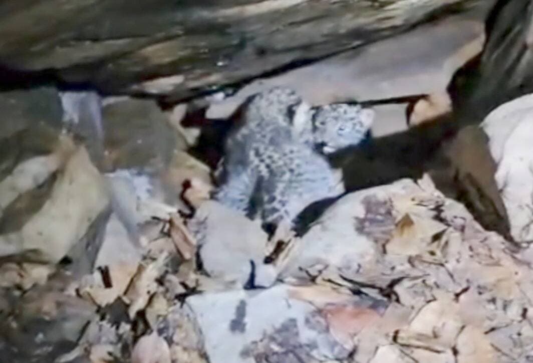 48 घंटे का मिशन रीयूनाइट सफल।
बस्तर में वन विभाग और ग्रामीणों की सजगता से दो बिछड़े तेंदुआ शावक सुरक्षित अपनी मां से मिल गए।
ट्रैप कैमरों की निगरानी में मादा तेंदुआ दोनों शावकों को अपने साथ घने जंगल में ले गई।
संवेदनशीलता, सजगता और सह-अस्तित्व की मिसाल।
#मिशनरीयूनाइट #बस्तर