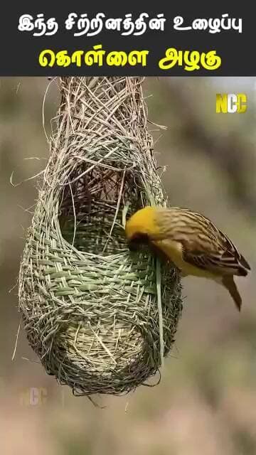 உழைப்பே அழகுதான்... அதிலும் இந்த குட்டி உயிரின் உழைப்பு பேரழகு...