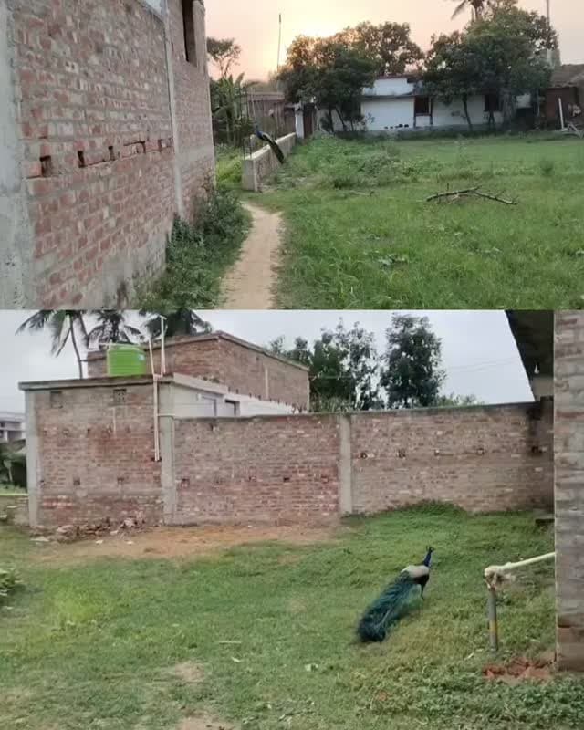 Aran Village: A Home for Peacocks
Aran village in Saharsa is known for its large population of peacocks. Despite a 2016 promise to develop the village as a peacock sanctuary, no concrete steps have been taken yet. Villagers continue to protect these national birds and demand government support.
#aranvillage #saharsa_bihar💪💪💯⚔️ #Peacock #nationalbird #Bihar WildlifeConservation PeacockSanctuary