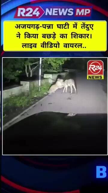 अजयगढ़-पन्ना घाटी में तेंदुए ने किया बछड़े का शिकार। लाइव वीडियो वायरल.