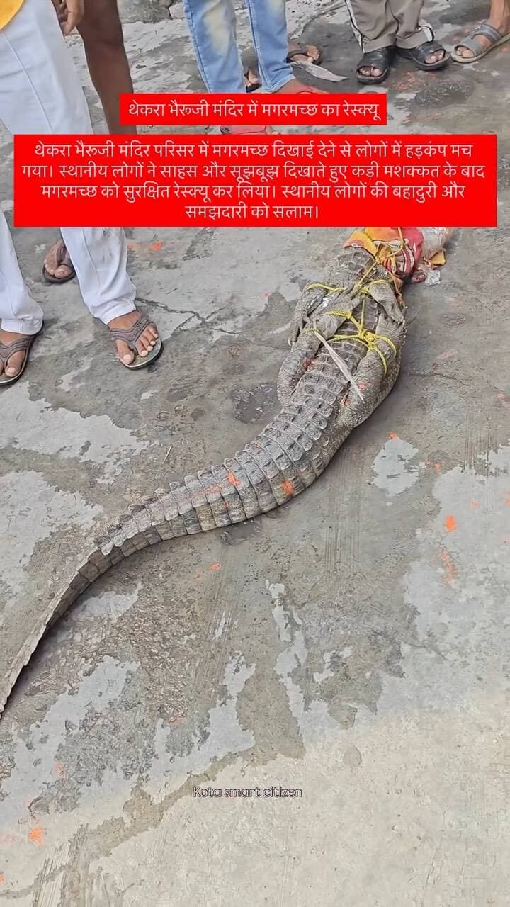 थेकरा भैरूजी मंदिर में मगरमच्छ का रेस्क्यू
थेकरा भैरूजी मंदिर परिसर में मगरमच्छ दिखाई देने से लोगों में हड़कंप मच गया। स्थानीय लोगों ने साहस और सूझबूझ दिखाते हुए कड़ी मशक्कत के बाद मगरमच्छ को सुरक्षित रेस्क्यू कर लिया। स्थानीय लोगों की बहादुरी और समझदारी को सलाम।
