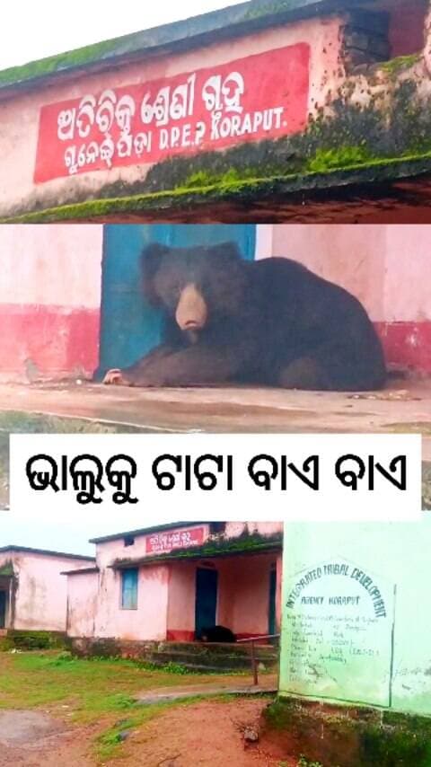 ସ୍କୁଲରେ ଭାଲୁ । ଗଲାବେଳେ ଟାଟା ବାଏ ବାଏ କଲେ। ଲମତାପୁଟ ବ୍ଲକ ଗୁନେଇପଡା ସ୍କୁଲର ଦୃଶ୍ୟ #koraput