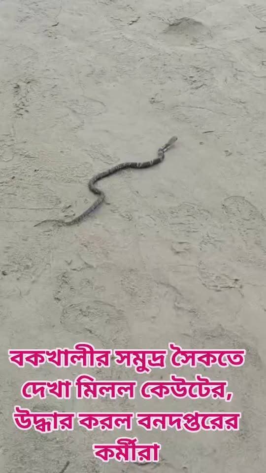 বকখালীর সমুদ্র সৈকতে দেখা মিলল কেউটের। উদ্ধার করল বনদপ্তরের কর্মীরা
#bakkhaliseabeach
#bakkhalibeach
#Bakkhali
#civildefense
#bengaliconnews