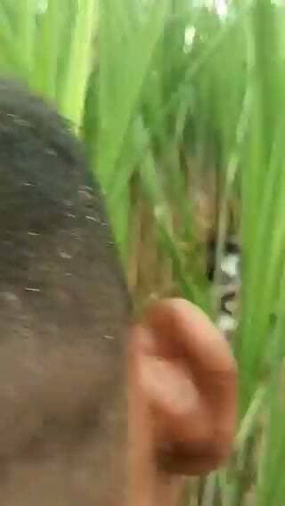 लखीमपुर खीरी में हिस्ट्रीशीटर का शव मिलने से सनसनी, धान के खेत में मिला शव, परिजनों ने जताई हत्या की आशंका
घर से करीब एक किलोमीटर दूर मिला शव, पास के गन्ने के खेत से बरामद हुई बाइक, पुलिस जांच में जुटी
पोस्टमार्टम रिपोर्ट और फोरेंसिक साक्ष्यों के आधार पर आगे बढ़ेगी जांच, सभी पहलुओं की पड़ताल शुरू
✒️ रिपोर्ट : सहयोगी शिवा गुप्ता के साथ जिला ब्यूरो अजय श्रीवास्तव
लखीमपुर खीरी। उत्तर प्रदेश के जनपद के पढ़ुआ थाना क्षेत्र में एक हिस्ट्रीशीटर का शव धान के खेत में मिलने से इलाके में सनसनी फैल गई। मृतक की पहचान पठानन पुरवा गांव निवासी कलीम के रूप में हुई है। परिजनों ने हत्या की आशंका जताई है, जबकि पुलिस ने शव को कब्जे में लेकर पोस्टमार्टम के लिए भेज दिया है और पूरे मामले की गहन जांच शुरू कर दी है। पुलिस का कहना है कि सभी पहलुओं पर गंभीरता से जांच की जा रही है तथा पोस्टमार्टम रिपोर्ट एवं अन्य साक्ष्यों के आधार पर आगे की कार्रवाई की जाएगी।
बुधवार सुबह पढ़ुआ थाना क्षेत्र के लखनियापुर गांव के पास ग्रामीणों ने धान के खेत में एक युवक का शव पड़ा देखा। सूचना मिलते ही क्षेत्र में अफरा-तफरी मच गई। स्थानीय लोगों द्वारा पुलिस को सूचना दिए जाने पर पुलिस टीम तत्काल मौके पर पहुंची और घटनास्थल का निरीक्षण किया।
प्रारंभिक जांच में मृतक की पहचान पठानन पुरवा गांव निवासी कलीम के रूप में हुई, जिसके विरुद्ध पूर्व में विभिन्न आपराधिक मामले दर्ज होने की जानकारी सामने आई है। हालांकि, पुलिस ने स्पष्ट किया है कि उसकी आपराधिक पृष्ठभूमि और वर्तमान घटना की परिस्थितियों की अलग-अलग जांच की जा रही है।
घटनास्थल से कुछ दूरी पर स्थित गन्ने के खेत में मृतक की मोटरसाइकिल भी बरामद हुई है। पुलिस ने बाइक को कब्जे में लेकर फोरेंसिक जांच के लिए सुरक्षित कर लिया है। घटनास्थल से अन्य साक्ष्य भी एकत्र किए जा रहे हैं।
मृतक के परिजनों ने हत्या की आशंका जताते हुए निष्पक्ष जांच और दोषियों के विरुद्ध कठोर कार्रवाई की मांग की है। वहीं पुलिस अधिकारियों का कहना है कि अभी किसी निष्कर्ष पर पहुंचना जल्दबाजी होगी। पोस्टमार्टम रिपोर्ट, फोरेंसिक साक्ष्य, कॉल डिटेल, घटनास्थल से मिले सुराग तथा परिजनों एवं स्थानीय लोगों से पूछताछ के आधार पर पूरे घटनाक्रम की कड़ियां जोड़ी जा रही हैं।
पुलिस का कहना है कि यदि हत्या की पुष्टि होती है तो घटना में शामिल प्रत्येक व्यक्ति के विरुद्ध सख्त वैधानिक कार्रवाई की जाएगी। फिलहाल पुलिस सभी संभावित पहलुओं—व्यक्तिगत रंजिश, आपराधिक विवाद तथा अन्य कारणों—को ध्यान में रखकर जांच कर रही है।
यह घटना एक बार फिर ग्रामीण क्षेत्रों में सुरक्षा व्यवस्था और अपराध नियंत्रण को लेकर सवाल खड़े करती है। हालांकि, पुलिस का कहना है कि किसी भी घटना का खुलासा वैज्ञानिक साक्ष्यों और निष्पक्ष विवेचना के आधार पर किया जाएगा।
🟥 ND NEWS | दैनिक निष्पक्ष धारा की अपील
एनडी न्यूज़ आमजन से अपील करता है कि किसी भी आपराधिक घटना की जानकारी तत्काल पुलिस को दें और सोशल मीडिया पर अपुष्ट अथवा भ्रामक सूचनाएं साझा करने से बचें। किसी भी मामले में जांच पूरी होने से पहले किसी व्यक्ति को दोषी या निर्दोष घोषित करना उचित नहीं है।
प्रशासन एवं पुलिस विभाग से अनुरोध है कि मामले की निष्पक्ष, पारदर्शी एवं समयबद्ध जांच सुनिश्चित करते हुए दोषियों के विरुद्ध कठोर कानूनी कार्रवाई की जाए, ताकि आमजन का कानून व्यवस्था पर विश्वास बना रहे।
जनहित सुझाव
किसी भी संदिग्ध गतिविधि की तत्काल पुलिस को सूचना दें।
घटनास्थल से छेड़छाड़ न करें, ताकि साक्ष्य सुरक्षित रह सकें।
अफवाहों से बचें और केवल आधिकारिक जानकारी पर भरोसा करें।
सीसीटीवी, डिजिटल एवं फोरेंसिक साक्ष्यों के संरक्षण में सहयोग करें।
पुलिस एवं प्रशासन निष्पक्ष जांच कर दोषियों को कानून के दायरे में लाए।
👇👇👇
#NDNEWS #दैनिकनिष्पक्षधारा #LakhimpurKheri #Padhua #BreakingNews #CrimeNews #UPPolice #Investigation #LawAndOrder #Forensic #UttarPradesh #Justice
👇👇
@Uppolice
@dgpup
@lakhimpurpol
@CMOfficeUP
@myogiadityanath
@UPGovt
@112UttarPradesh
@InfoDeptUP
@HMOIndia
@PMOIndia
@MIB_India
👇👇
🟥 ND NEWS | दैनिक निष्पक्ष धारा
मुख्य संपादक / संस्थापक: राजन सिंह हाड़ा
सह-संपादक: शालिनी सिंह भदौरिया
📍 कार्यालय-3: U158, हीरा स्वीट्स के पास, विकास मार्ग, लक्ष्मी नगर, पूर्वी दिल्ली, पिन कोड – 110092 (NCR)
📍 कार्यालय-2: विधानसभा रोड, बर्लिंगटन चौराहा, लखनऊ – 226001 (UP)
📍 कार्यालय-1: 1/1 अटल बिहारी चौराहा, नियर बर्मा चौराहा, फतेहपुर – 212601 (UP)
📅 दिनांक: 26 अगस्त 2026
📆 दिन: बुधवार
📧 Email: ndnewschannel@gmail.com
📞 मोबाइल: 096961 19696