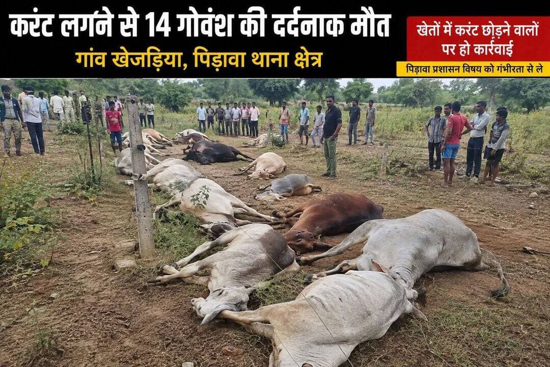 14 गोवंश की दर्दनाक मौत…
पिड़ावा थाना क्षेत्र के गांव खेजड़िया में खेतों में छोड़े गए करंट की चपेट में आने से 14 गोवंश की दर्दनाक मौत होना बेहद दुखद और चिंताजनक है।
जिस गाय को राष्ट्र माता बनाने की पहल की जा रही है, आज उसी गोवंश की ऐसी दुर्दशा बेहद पीड़ादायक है। खेतों में जानलेवा करंट छोड़ने वालों पर कड़ी कार्रवाई होनी चाहिए।
पिड़ावा प्रशासन इस मामले को गंभीरता से ले, जिम्मेदार लोगों की पहचान कर उनके खिलाफ सख्त कार्रवाई करे, ताकि भविष्य में ऐसी दर्दनाक घटना दोबारा न हो।
<nis:link nis:type=tag nis:id=गोवंश nis:value=गोवंश nis:enabled=true nis:link/> <nis:link nis:type=tag nis:id=गाय nis:value=गाय nis:enabled=true nis:link/> <nis:link nis:type=tag nis:id=पिड़ावा nis:value=पिड़ावा nis:enabled=true nis:link/> <nis:link nis:type=tag nis:id=खेजड़िया nis:value=खेजड़िया nis:enabled=true nis:link/> <nis:link nis:type=tag nis:id=झालावाड़ nis:value=झालावाड़ nis:enabled=true nis:link/> <nis:link nis:type=tag nis:id=प्रशासन nis:value=प्रशासन nis:enabled=true nis:link/> <nis:link nis:type=tag nis:id=कार्रवाई nis:value=कार्रवाई nis:enabled=true nis:link/> <nis:link nis:type=tag nis:id=राजस्थान nis:value=राजस्थान nis:enabled=true nis:link/>