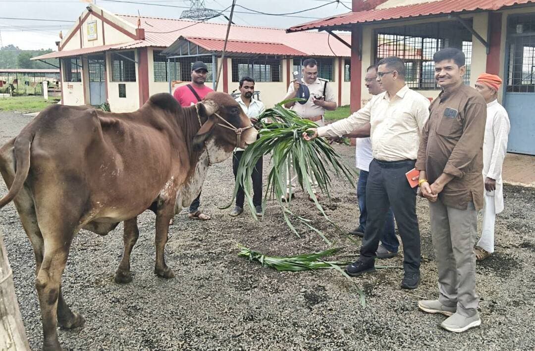 पुलिस अधीक्षक डिंडोरी आशीष खरे ने जनजाति कल्याण केंद्र पहुँच किया पौधरोपण,नंदी को खिलाया चारा
पुलिस अधीक्षक डिंडोरी आशीष खरे व एसडीओपी अजय तिवारी ने जनजाति कल्याण केंद्र बरगांव में पहुँच फलदार व छायादार पोधो का रोपण किया तत्पश्चात गौ शाला पहुच वहाँ पर नंदी बैल व गाय को चारा खिलाया ,कार्यक्रम के बाद पूरे केंद्र का भ्रमण कर यहां पर चल रही गतिविधियों की जानकारी ली कार्यक्रम के दौरान सतीश चौबे, डा हरिशंकर मरकाम, श्याम जी वनमाली, जामसिंह शैंडे, धरम सिंह मरावी, अमित साहू यशवंत सिंह लोधी व अन्य मौजूद रहे।
#spdindori #collectordindori #jansampark #DindoriPolice #SuperintendentOfPolice #AshishKhare #AjayTiwari #TreePlantation #PlantationDrive #EnvironmentalProtection #GreenDindori #TribalWelfare #Gaushala #CowCare #AnimalWelfare #NatureConservation #MadhyaPradesh #MPPolice #CommunityService #GreenIndia #SaveEnvironment #PlantTrees
