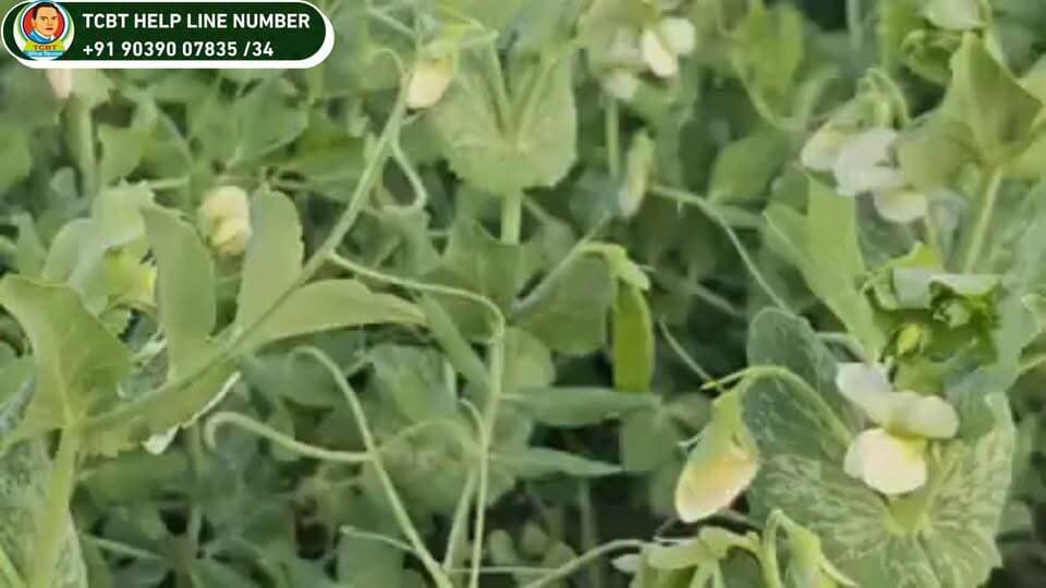 🌱 *TCBT विधि से 25 एकड़ में मटर की खेती — बिना किसी कीटनाशक के उपयोग के!* 🌾
क्या प्राकृतिक तरीके से मटर की खेती की जा सकती है, वो भी बिना कीटनाशकों पर निर्भर हुए?
इस खेत के अनुभव में TCBT विधि के माध्यम से *25 एकड़ में मटर की खेती* की गई, जिसमें फसल प्रबंधन के लिए प्राकृतिक एवं TCBT आधारित प्रक्रियाओं को अपनाया गया। 🌿
इस वीडियो में जानिए किसान का अनुभव, खेत की स्थिति और *TCBT विधि से मटर की खेती की पूरी जानकारी।*
💬 आप भी TCBT प्राकृतिक खेती के बारे में जानना चाहते हैं?
कमेंट में *“TCBT”* लिखें या हमारी टीम से संपर्क करें।
📞 *संपर्क करें:*
📱 रितिका जी: *9232027423*
📱 शिवानी जी: *9039007832*
📱 सौरभ जी: *9039007835*
🌐 Website: https://tcbtjaivikkisan.com
📱 TCBT App: https://play.google.com/store/apps/details?id=com.tcbt.myapp
🛒 Products: https://products.tcbtjaivikkisan.com
▶️ YouTube: https://youtube.com/@TarachandBelji
🌿 *स्वस्थ जड़ें • स्वस्थ मिट्टी • बेहतर उत्पादन*
#TCBT #TCBTJaivikKisan #मटरकीखेती #PeaFarming #प्राकृतिकखेती #जैविकखेती #naturalfarming #organicfarming #किसान #कृषि #मटर #krushi #farminglife #farming #agriculture #AgriTech #horticulture