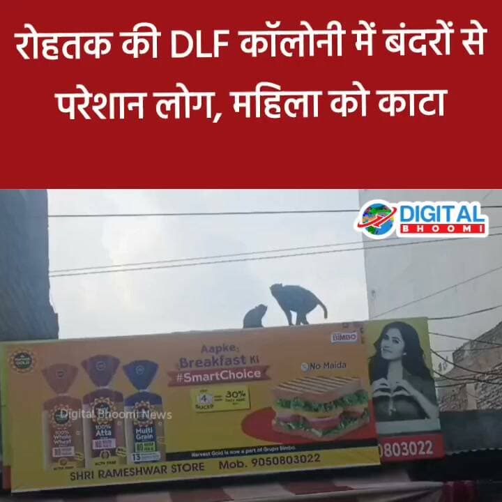 रोहतक की DLF कॉलोनी में बंदरों से परे शा न महिला को का टा, महिला ने कहा—प्रशासन बंदरों से निजात दिलाने में मदद करे
#india #db #digitalbhoomi #explore #news #haryana #rohtak