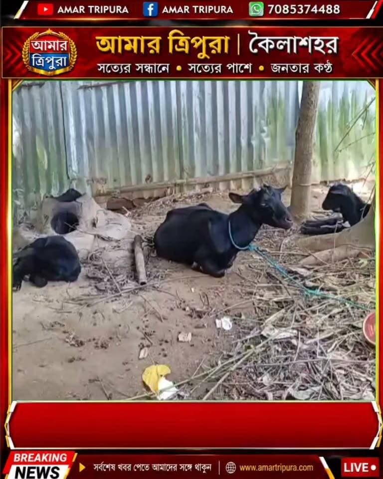 বিক্রমনগরে ছাগল চুরি ঘিরে ধুন্ধুমার, অভিযুক্তের বাড়িতে ক্ষুব্ধ জনতার ভাঙচুর!