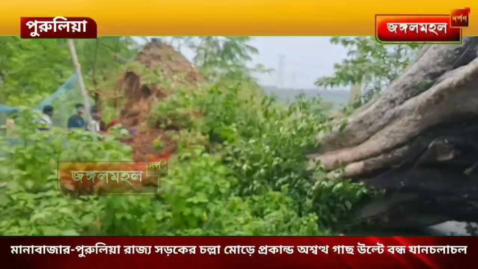 মানাবাজার-পুরুলিয়া রাজ্য সড়কের চল্লা মোড়ে প্রকান্ড অশ্বত্থ গাছ উল্টে বন্ধ যানচলাচল