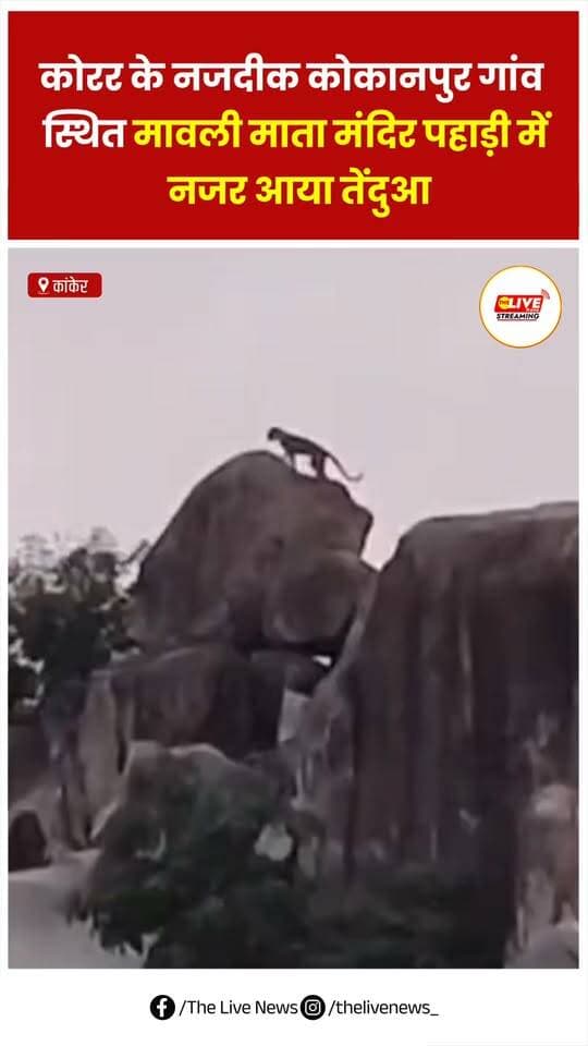 कांकेर ब्रेकिंग - कोरर के नजदीक कोकानपुर गांव स्थित मावली माता मंदिर पहाड़ी में नजर आया तेंदुआ,,,पहाड़ी पर 2 तेंदुआ का वीडियो सोशल मीडिया में तेजी से हो रहा वायरल,,,वीडियो के सामने आने से ग्रामीणों में दहशत,,,इलाके में निगरानी बढ़ाने की गई मांग.
#thelivenews #chhattisgarh #kanker #reels