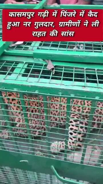 कासमपुर गढ़ी में पिंजरे में कैद हुआ नर गुलदार, ग्रामीणों ने ली राहत की सांस#asm_news