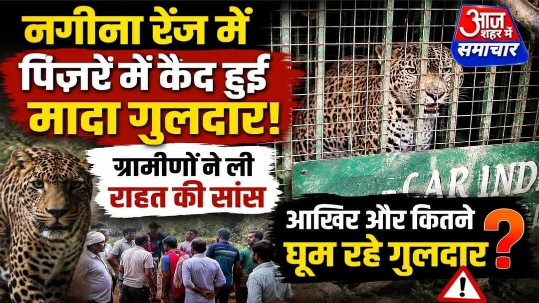 नगीना रेंज में पिंजरे में कैद हुई मादा गुलदार, ग्रामीणों ने ली राहत की सांस #asm_news