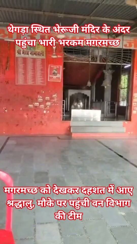 कोटा में थेगड़ा स्थित भेरूजी मंदिर के अंदर पहुंचा भारी भरकम मगरमच्छ
मगरमच्छ को देखकर दहशत में आए श्रद्धालु, मौके पर पहुंची वन विभाग की टीम
कड़ी मसक्कत के बाद वन विभाग की टीम ने किया मगरमच्छ का रेस्क्यू