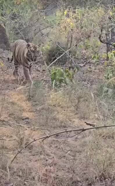 #wildlife