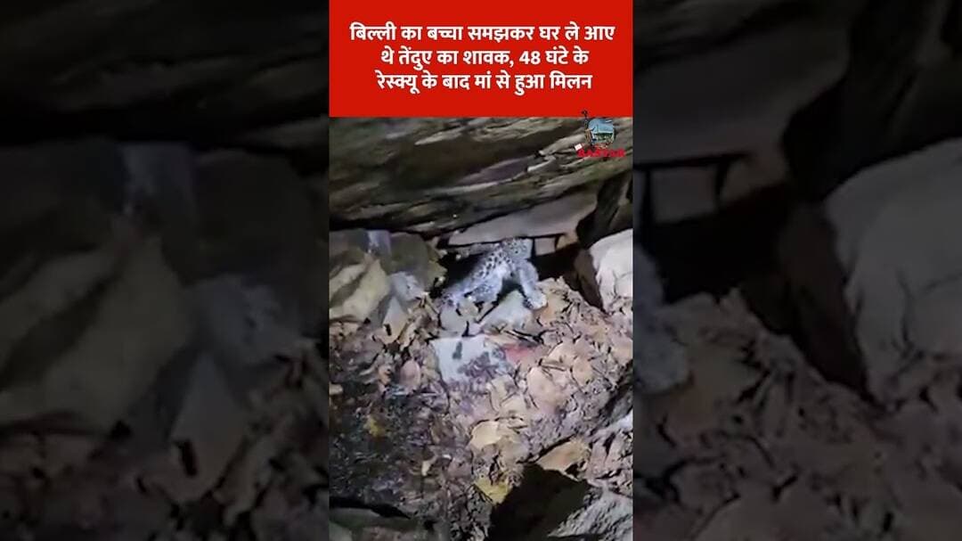 बिल्ली का बच्चा समझकर घर ले आए थे तेंदुए का शावक, 48 घंटे के रेस्क्यू के बाद मां से हुआ मिलन