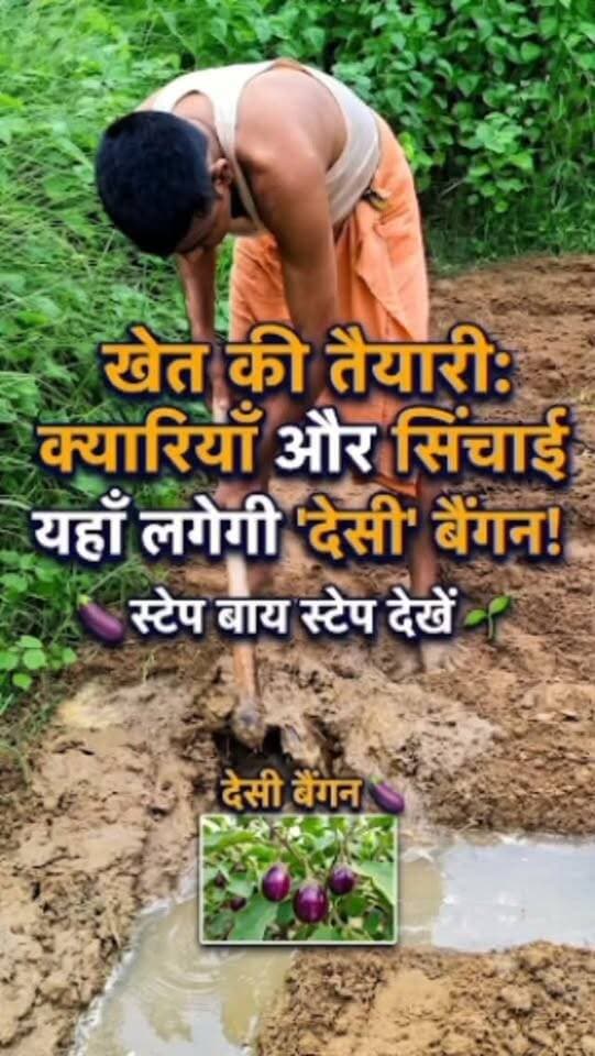 🌱 इस खेत में क्यारियां बनाकर सिंचाई की जा रही है। सिंचाई के बाद इसमें देसी बैंगन की रोपाई की जाएगी। 🌿🍆 #प्राकृतिक #देसीबैंगन #रोपाई_की_तैयारी #farminglifetrending_reels_💸kisan_desi🧒_👳❤️ #shortreelvideo🙏❤️ Yogendra Prajapati