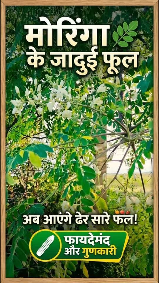 मोरिंगा का पेड़ है। इसमें देखिए कितने सुंदर फूल आए हुए हैं, अब जल्द ही इसमें फल भी आने वाले हैं। 🌿🌼 #farminglifetrending_reels_💸kisan_desi🧒_👳❤️ #shortreelvideo🙏❤️ #farminglife🌾👨🌾 #देसी #reelvideo Yogendra Prajapati