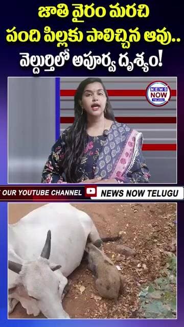 జాతి వైరం మరచి పంది పిల్లకు పాలిచ్చిన ఆవు వెల్దుర్తిలో అపూర్వ దృశ్యం!A rare sight in Veldurthi