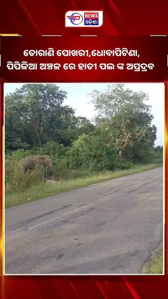 କେନ୍ଦୁଝର୍ ଜିଲ୍ଲା ଘଟଗାଁ ବ୍ଲକ ତୋରାଣି ପୋଖରୀ,ଧୋବାପିଟିଣା, ପିପିଳିଆ ଅଞ୍ଚଳ ରେ ହାତୀ ପଲ ଙ୍କ ଉପଦ୍ରବ |
#BreakingNews #pabitranewsodisha #Keonjhar #elephant