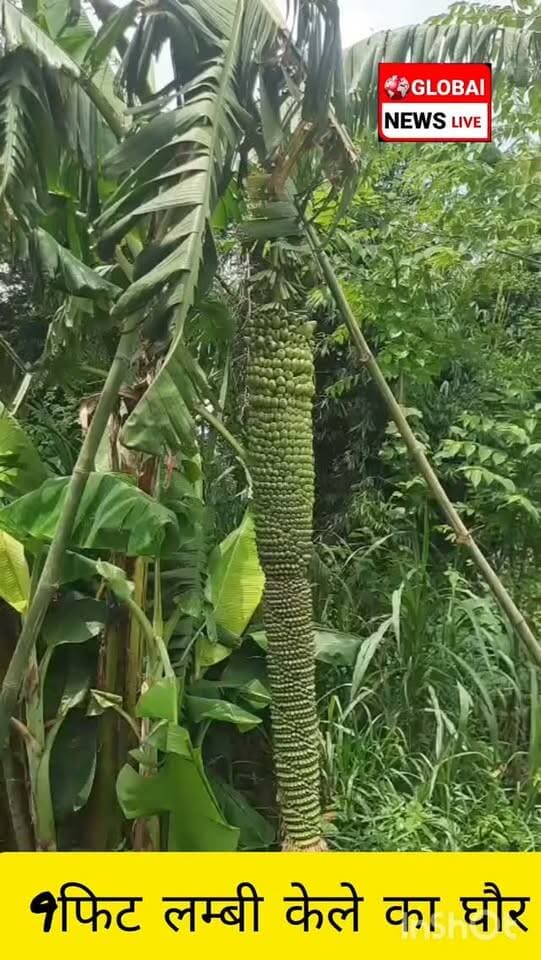 नौ फीट लंबी केले की घौर बनी कौतूहल का केंद्र
पूर्णिया पूर्व प्रखंड के गौरा पंचायत अंतर्गत इसरैल मझुआ गांव में करीब नौ फीट लंबी केले की घौर लोगों के बीच कौतूहल का विषय बनी हुई है। किसान धर्मेंद्र चौहान के घर के सामने लगे दो केले के पौधों में असामान्य रूप से लंबी घौर निकली है। इसकी लंबाई और आकार देखकर लोग इसे देखने पहुंच रहे हैं तथा मोबाइल से तस्वीरें और वीडियो बना रहे हैं। ग्रामीणों का अनुमान है कि घौर 12 फीट तक पहुंच सकती है। कुछ लोग इसे दैवीय शक्ति, तो कुछ ‘डबल कॉस’ बता रहे हैं। वहीं कई ग्रामीणों का कहना है कि फल देखने में चीनी चम्पा केले जैसा प्रतीत होता है। जानकारों के अनुसार मौसम, तापमान, नमी और पोषण जैसी परिस्थितियों के कारण केले में असामान्य वृद्धि संभव है। हालांकि इसकी सही किस्म और लंबाई के कारण की पुष्टि वैज्ञानिक जांच के बाद ही हो सकेगी।
