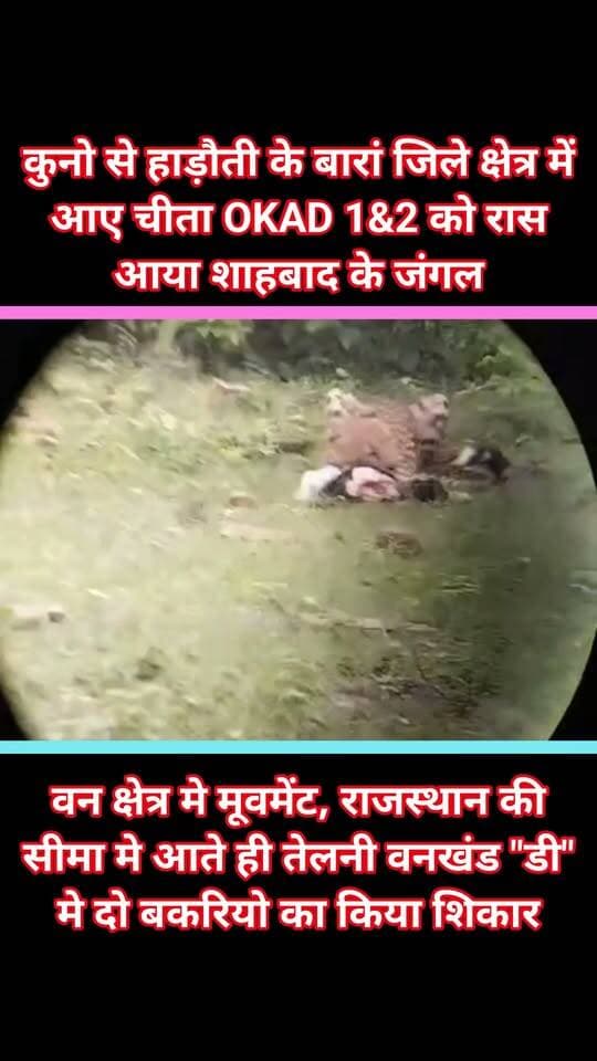 कुनो से हाड़ौती के बारां जिले क्षेत्र में आए चीता OKAD 1&2 को रास आया शाहबाद के जंगल
शाहाबाद वन क्षेत्र मे मूवमेंट, राजस्थान की सीमा मे आते ही तेलनी वनखंड "डी" मे दो बकरियो का किया शिकार,
सूचना के बाद मौक़े पर पहुंचे रेंजर मुकेश सुमन, कुनो की टीम द्वारा की जा रही दोनों ही चीतों की निगरानी,
एक दिन पूर्व ही मादा चीता वीरा की हुई है घर बापसी, चीतो की शिकार करते हुए पहली बार तस्वीर आई सामने,