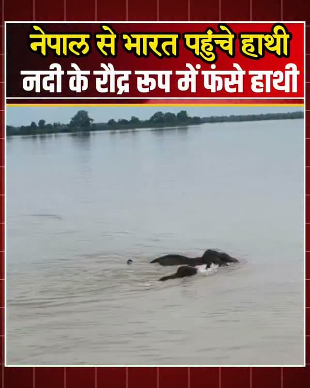 उत्तर प्रदेश के बहराइच जिले से हैरान करने वाला मामला सामने आया है। घाघरा यानी कर्णाली नदी के तेज बहाव में नेपाल की ओर से बहकर आए पांच जंगली हाथी फंस गए। हाथियों को तेज धार में बहते हुए गिरजापुरी बैराज की तरफ जाते देख वन विभाग और सिंचाई विभाग की टीम तुरंत सक्रिय हुई। टीम ने बैराज के फाटक बंद कर पानी का बहाव नियंत्रित किया, जिससे हाथियों को सुरक्षित निकालने का मौका मिला। कड़ी मशक्कत के बाद सभी पांच हाथियों का सफलतापूर्वक रेस्क्यू कर उन्हें सुरक्षित जंगल की ओर भेज दिया गया। रेस्क्यू का वीडियो अब सोशल मीडिया पर तेजी से वायरल हो रहा है।